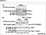 Phosphatidylinositol 3-kinase regulates Raf1 through Pak phosphorylation of serine 338 | Semantic Scholar