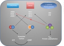 Gasotransmitters and the immune system: Mode of action and novel therapeutic targets | Semantic Scholar