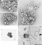 [PDF] Membrane tubule-mediated reassembly and maintenance of the Golgi complex is disrupted by phospholipase A2 antagonists.... 