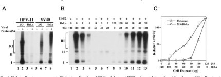 [PDF] HeLa Cells Are Phenotypically Limiting in Cyclin E/CDK2 for Efficient Human Papillomavirus DNA Replication* | Semantic Scholar