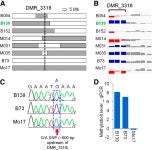 [PDF] Inheritance Patterns and Stability of DNA Methylation Variation in Maize Near-Isogenic Lines | Semantic Scholar