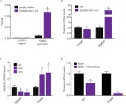 Figure 3-21 from Functional and Molecular Characterization of Hedgehog Signalling Regulation | Semantic Scholar