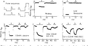 [PDF] Local anesthetics: hydrophilic and hydrophobic pathways for the drug- receptor reaction | Semantic Scholar
