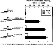 Human CCAAT/Enhancer-binding Protein β Gene Expression Is Activated by Endoplasmic Reticulum Stress through an Unfolded Protein... 