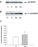 Prolonged oxytocin treatment in rats affects intracellular signaling and induces myocardial protection against infarction.... 