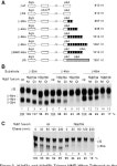 [PDF] Human Upf Proteins Target an mRNA for Nonsense-Mediated Decay When Bound Downstream of a Termination Codon | Semantic Scholar