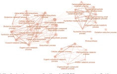 [PDF] Arabidopsis Response to Inhibitor of Cytokinin Degradation INCYDE: Modulations of Cytokinin Signaling and Plant Proteome... 
