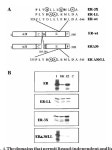 Modulation of Estrogen Receptor-α Transcriptional Activity by the Coactivator PGC-1* | Semantic Scholar