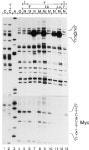 [PDF] Structural and functional characterization of the human FMR1 promoter reveals similarities with the hnRNP-A2 promoter... 