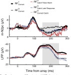 [PDF] Neural correlates of correct and errant attentional selection revealed through N2pc and frontal eye field activity.... 