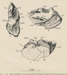 Three capitosaurs from the Triassic of South Africa: Parotosuchus africanus (Broom 1909); Kestrosaurus dreyeri Haughton 1925, and... 