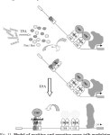[PDF] Inhibitory Effect of AP-1 Complex on 5-Aminolevulinate Synthase Gene Expression through Sequestration of cAMP-response... 