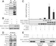 hydrophobic motif phosphorylation and activation of serum- and glucocorticoid-induced protein kinase 1 (SGK1). | Semantic Scholar