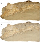 [PDF] The cranial anatomy and relationships of Cardiocorax mukulu (Plesiosauria: Elasmosauridae) from Bentiaba, Angola | Semantic... 