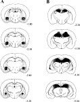 [PDF] Evidence of Contextual Fear after Lesions of the Hippocampus: A Disruption of Freezing But Not Fear-Potentiated Startle... 