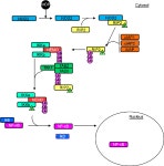 [PDF] Characterisation of a novel interaction partner for Atg16L1 and its role in regulating autophagy | Semantic Scholar