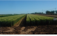 Norman Ernest Borlaug. 25 March 1914 — 12 September 2009 | Semantic Scholar