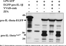 in a Stable, Active High Molecular Weight Complex Distinct from the Unstable Cell Lysate-Activated Caspase-1 | Semantic Scholar