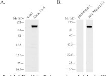 [PDF] Munc13-4 Is a GTP-Rab27-binding Protein Regulating Dense Core Granule Secretion in Platelets* | Semantic Scholar