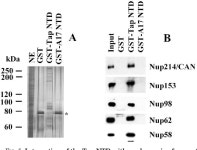 beta Karyopherins | Semantic Scholar