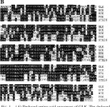 Activation of the c-Jun N-terminal kinase pathway by a novel... kinase related to human germinal center kinase. | Semantic Scholar