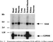 Activation of the c-Jun N-terminal kinase pathway by a novel... kinase related to human germinal center kinase. | Semantic Scholar