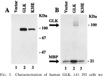 Activation of the c-Jun N-terminal kinase pathway by a novel... kinase related to human germinal center kinase. | Semantic Scholar