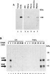 Activation of the c-Jun N-terminal kinase pathway by a novel... kinase related to human germinal center kinase. | Semantic Scholar