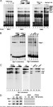 The Early-Immediate Gene EGR-1 Is Induced by Transforming Growth Factor-β and Mediates Stimulation of Collagen Gene Expression... 