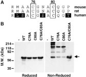 of angiopoietin-like protein 4 Published, JLR Papers in Press, August 1, 2004. DOI 10.1194/jlr.M400138-JLR200 | Semantic Scholar