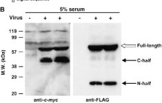 of angiopoietin-like protein 4 Published, JLR Papers in Press, August 1, 2004. DOI 10.1194/jlr.M400138-JLR200 | Semantic Scholar