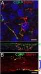 [PDF] TRPV1, TRPA1, and TRPM8 are expressed in axon terminals in the cornea: TRPV1 axons contain CGRP and secretogranin II; TRPA1... 