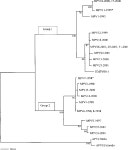 [PDF] Virological features and clinical manifestations associated with human metapneumovirus: a new paramyxovirus responsible for... 