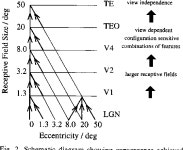 [PDF] PII: S0301-0082(96)00054-8 | Semantic Scholar
