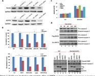 [PDF] Anchoring of both PKA-RIIα and 14-3-3θ regulates... 16 mediated phosphorylation of heat shock protein 70 | Semantic Scholar