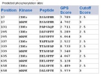 창덕고시원 | [PDF] GPS: a comprehensive www server for phosphorylation sites prediction | Semantic Scholar