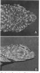 Redescription of Ctenoblepharys adspersa Tschudi, 1845, and the taxonomy of Liolaeminae (Reptilia, Squamata, Tropiduridae)... 