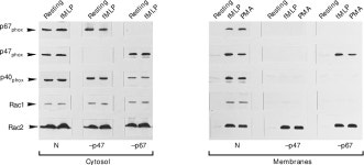 Mechanisms of NADPH oxidase activation: translocation of p40phox, Rac1 and Rac2 from the cytosol to the membranes in human... 