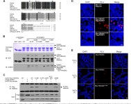 High Mobility Group Nucleosomal Binding Domain 2 (HMGN2) SUMOylation by the SUMO E3 Ligase PIAS1 Decreases the Binding Affinity... 