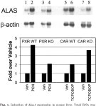 [PDF] Nuclear pregnane x receptor and constitutive androstane receptor regulate overlapping but distinct sets of genes involved... 