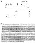 Stimulation of p53-mediated Transcriptional Activation by the p53-binding Proteins, 53BP1 and 53BP2* | Semantic Scholar