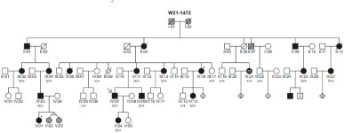 [PDF] Genotype and Phenotype Analyses of a Novel WFS1 Variant (c.2512C>T p.(Pro838Ser)) Associated with DFNA6/14/38 | Semantic... 
