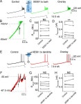 [PDF] M-Channels (Kv7/KCNQ Channels) That Regulate Synaptic Integration, Excitability, and Spike Pattern of CA1 Pyramidal Cells... 