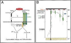 Proteins of the CNR Family Are Multiple Receptors for Reelin | Semantic Scholar