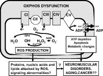 Mutations of mitochondrial DNA polymerase gamma: an important cause of neurological disorders | Semantic Scholar