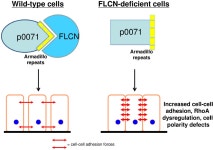 [PDF] Folliculin, the Product of the Birt-Hogg-Dube Tumor Suppressor Gene, Interacts with the Adherens Junction Protein p0071 to... 