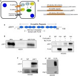 [PDF] Folliculin, the Product of the Birt-Hogg-Dube Tumor Suppressor Gene, Interacts with the Adherens Junction Protein p0071 to... 