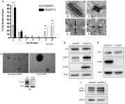 [PDF] Folliculin, the Product of the Birt-Hogg-Dube Tumor Suppressor Gene, Interacts with the Adherens Junction Protein p0071 to... 