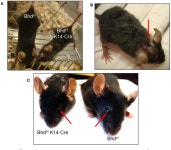 [PDF] Folliculin, the Product of the Birt-Hogg-Dube Tumor Suppressor Gene, Interacts with the Adherens Junction Protein p0071 to... 