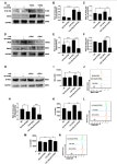 Chlorin e6-Induced Photodynamic Effect Polarizes the Macrophage Into an M1 Phenotype Through Oxidative DNA Damage and Activation... 